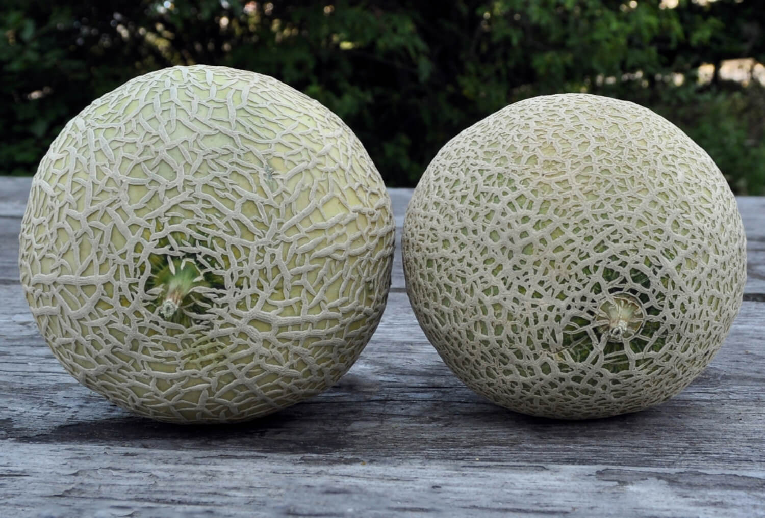 Melonen was ist der Unterschied!? Aktuelles LANDLINIE
